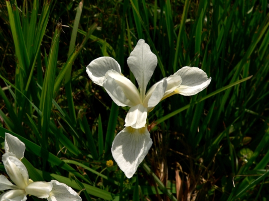 {Iris sibirica}